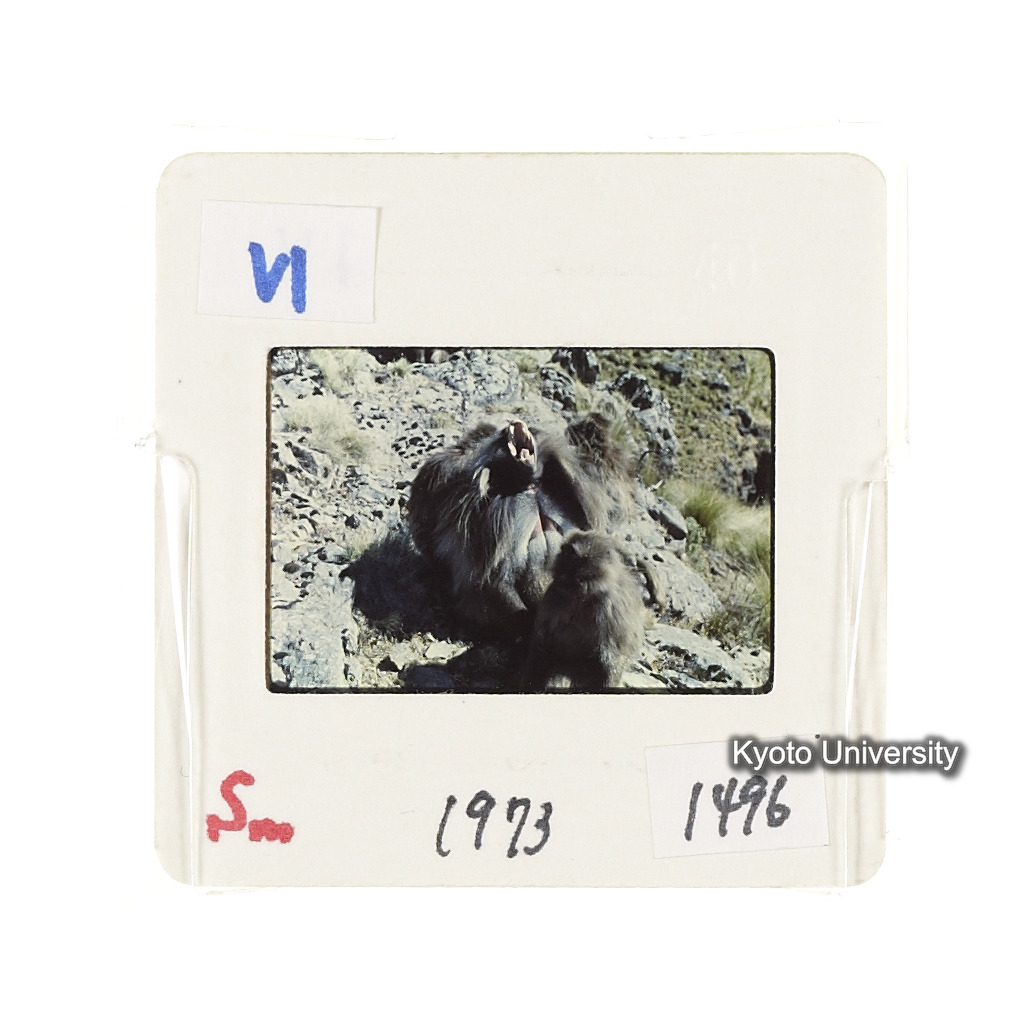 Sm　1973　1496 (2)