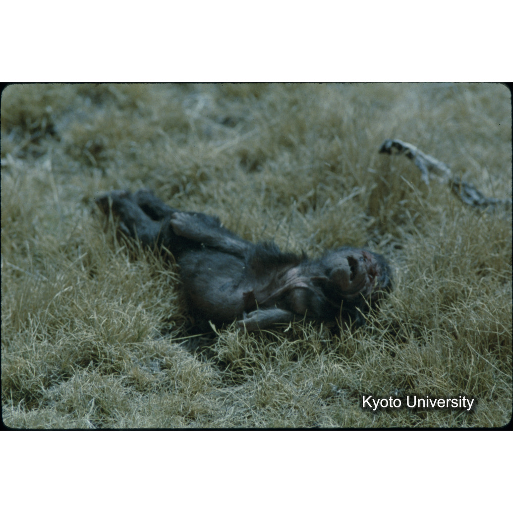 Sm　1973　62　（N）[赤色, 丸囲み] (1)