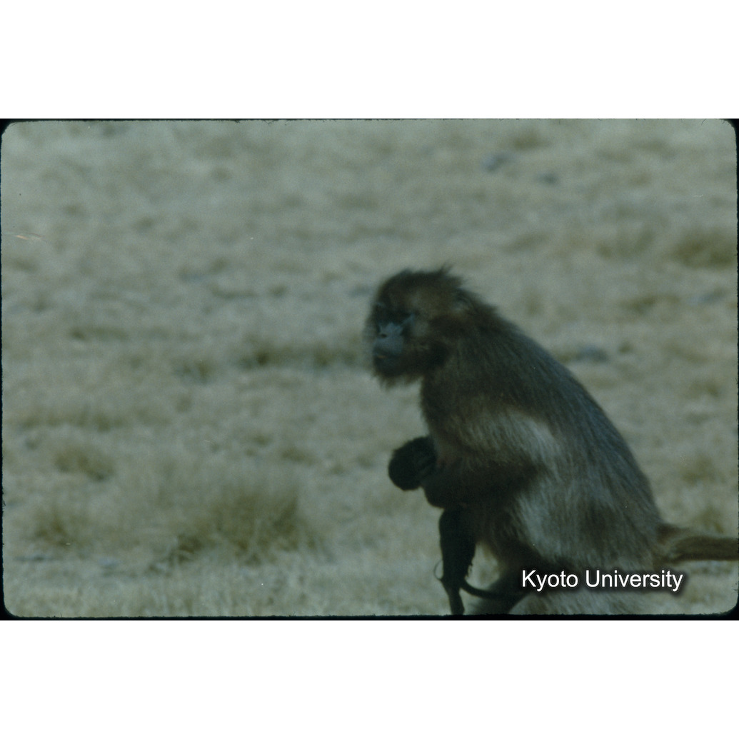 Sm　1973　66　（N）[赤色, 丸囲み] (1)