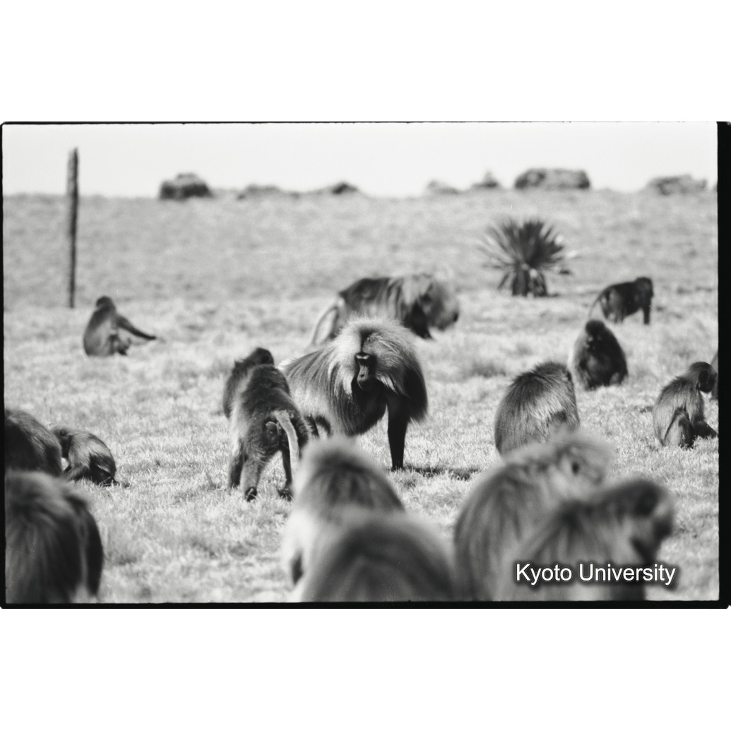 [３コマ目]「連れ戻し行動（威嚇）」 (1)