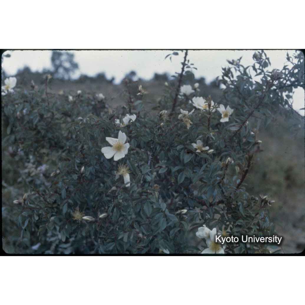 Sm　1973　1503 (1)