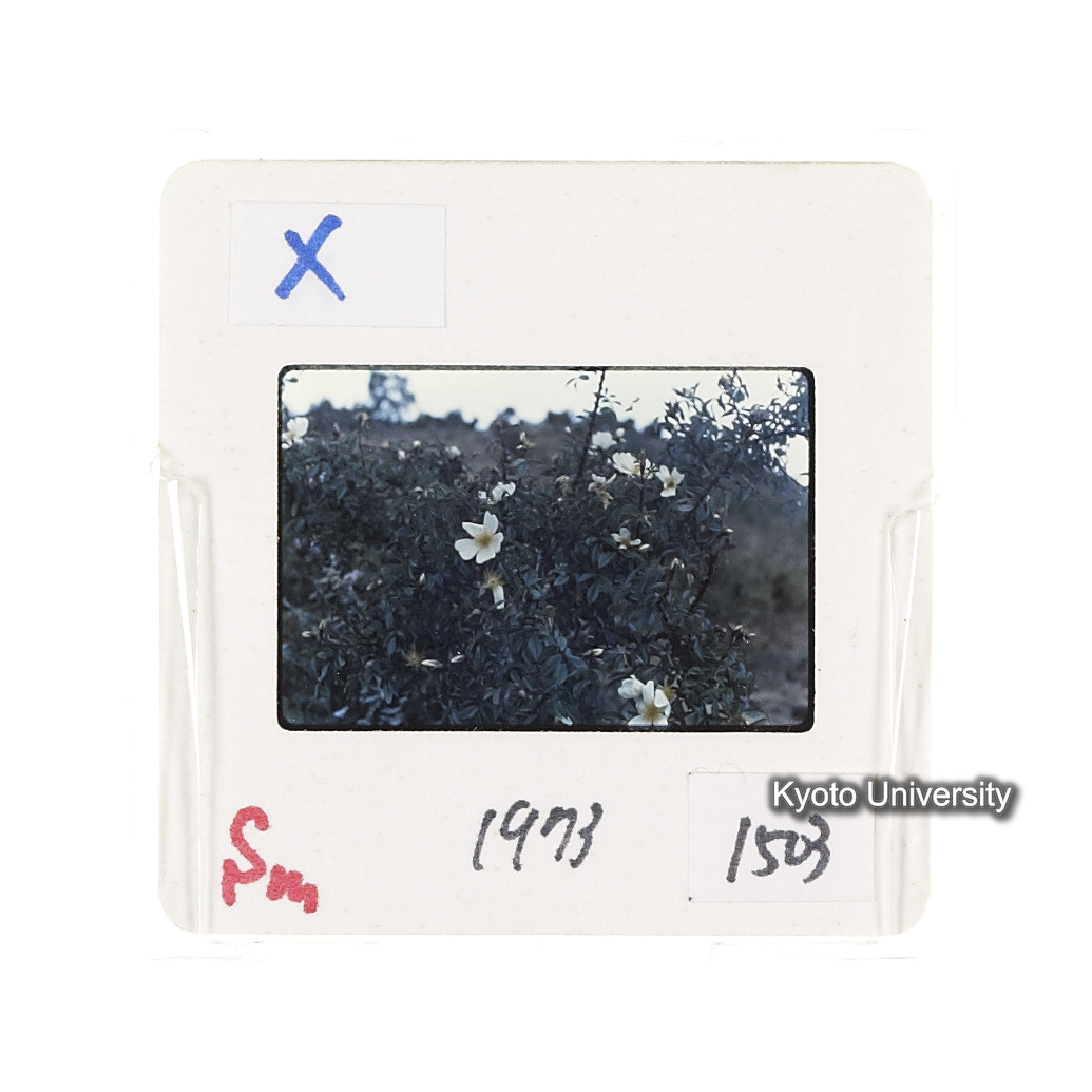 Sm　1973　1503 (2)