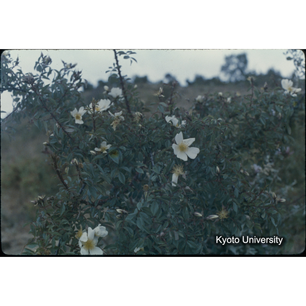 Sm　1973　42　（N）[赤色, 丸囲み] (1)