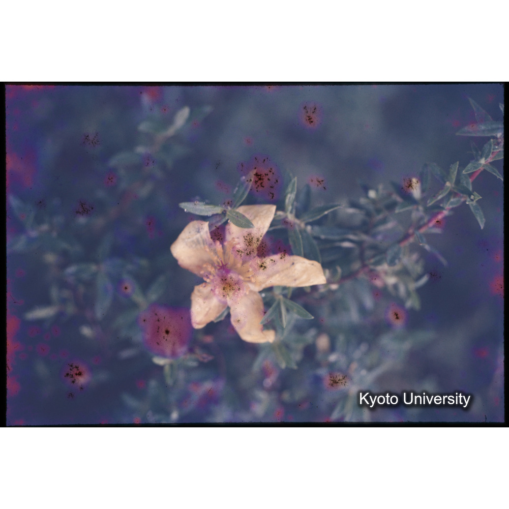 Sm　1973　46　（N）[赤色, 丸囲み] (1)