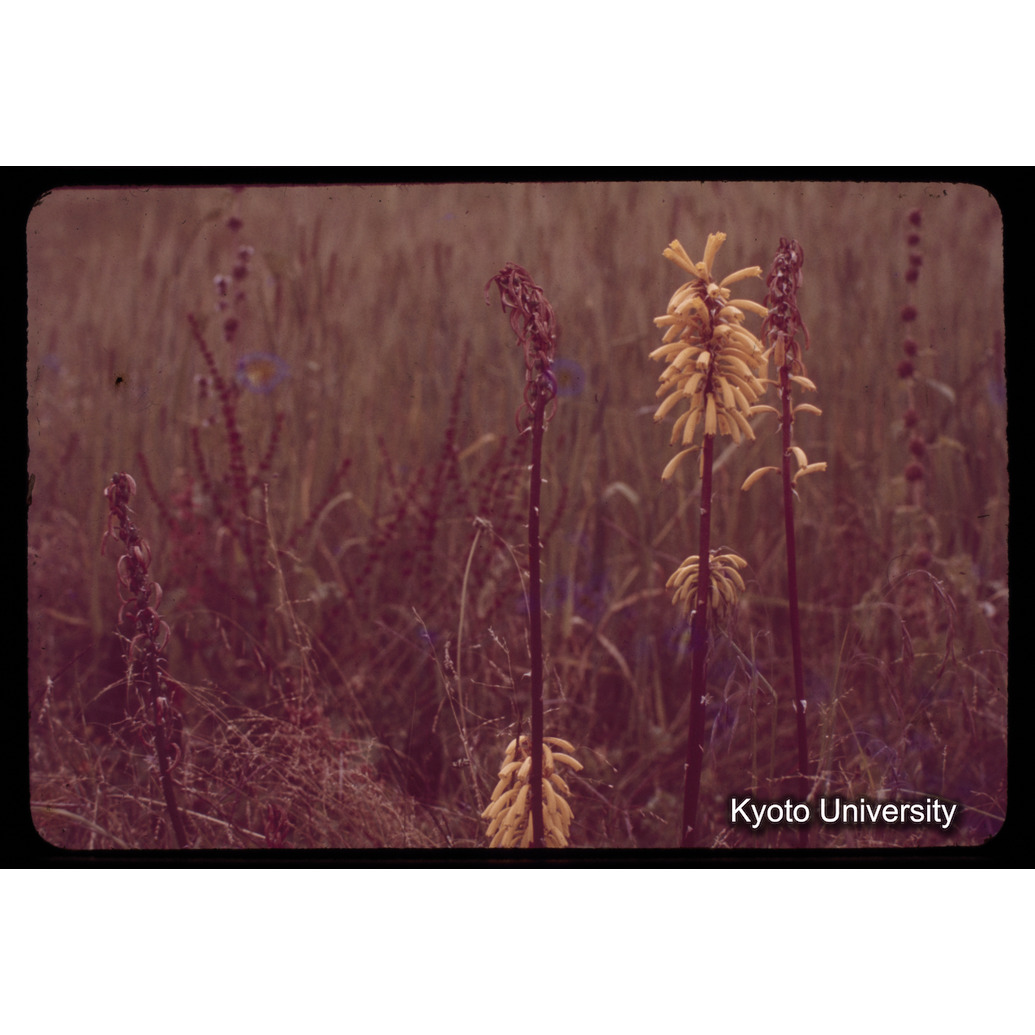 Sm　1973　77　（N）[赤色, 丸囲み] (1)