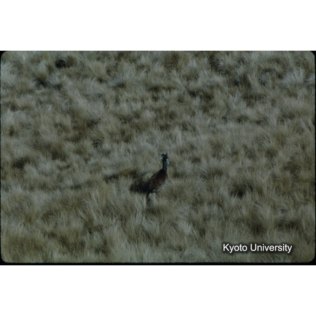 Sm　1973　29　（N）[赤色, 丸囲み] (1)