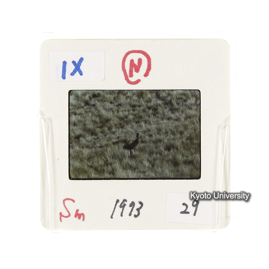 Sm　1973　29　（N）[赤色, 丸囲み] (2)