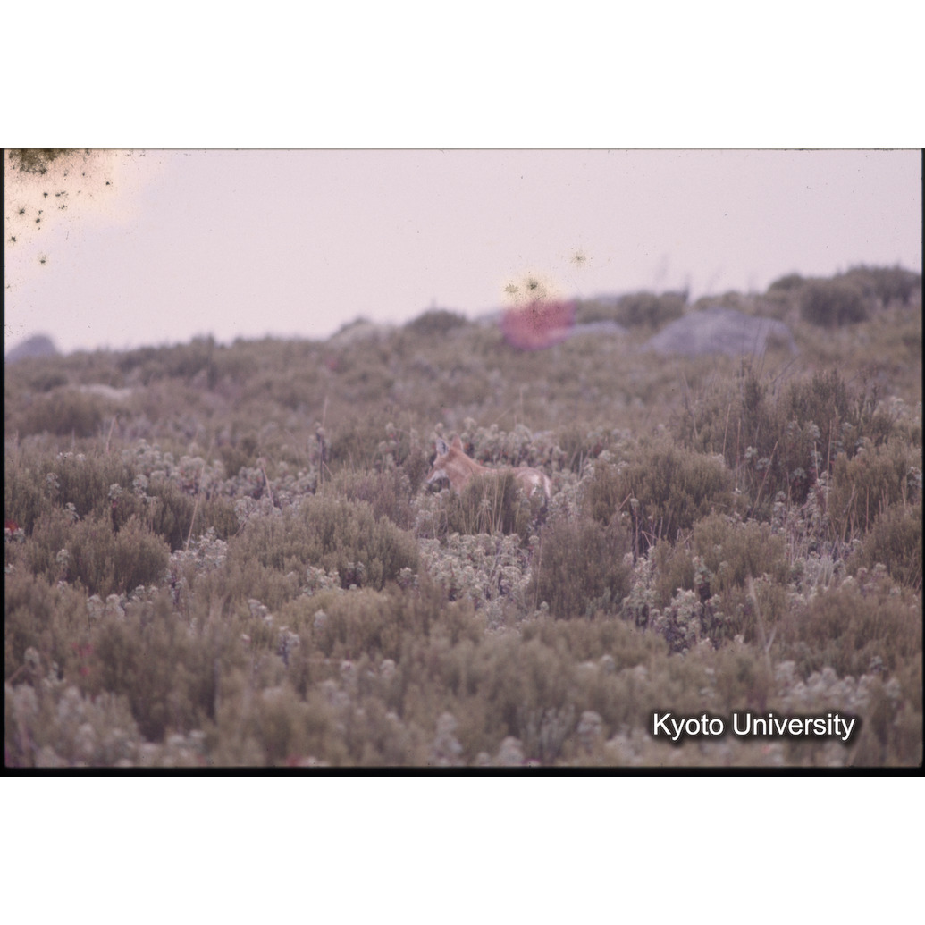 Sm　1973　79　（N）[赤色, 丸囲み] (1)