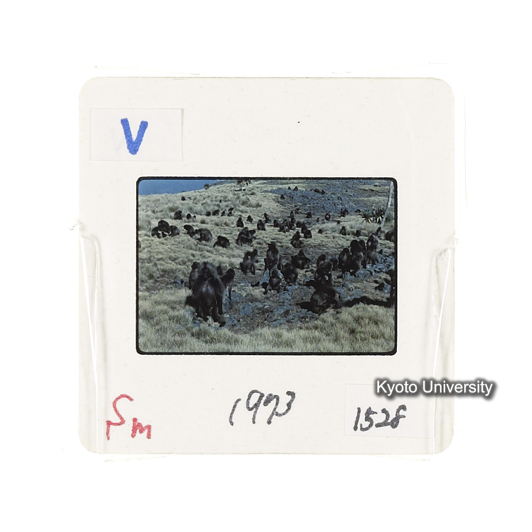 Sm　1973　1528 (2)