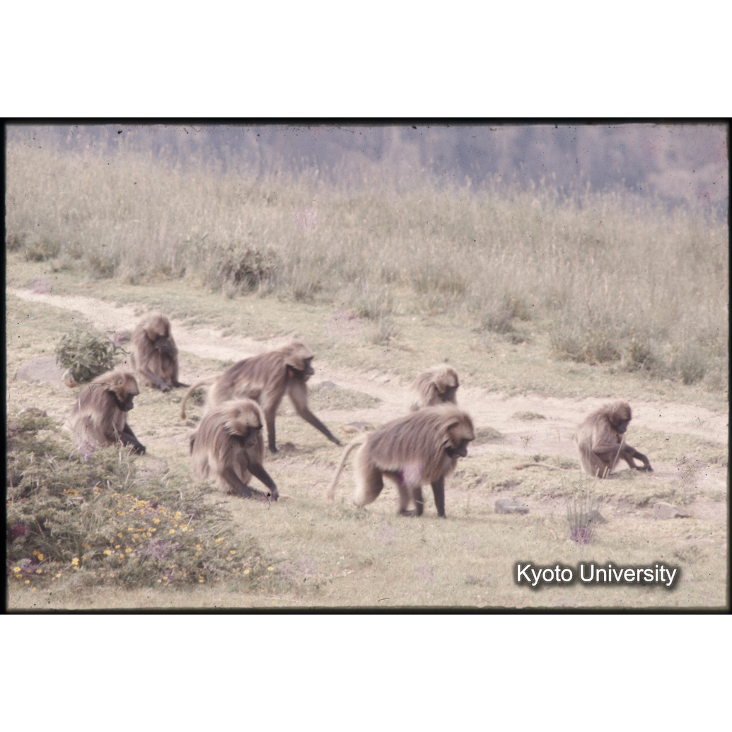 Sm　1973　1541 (1)