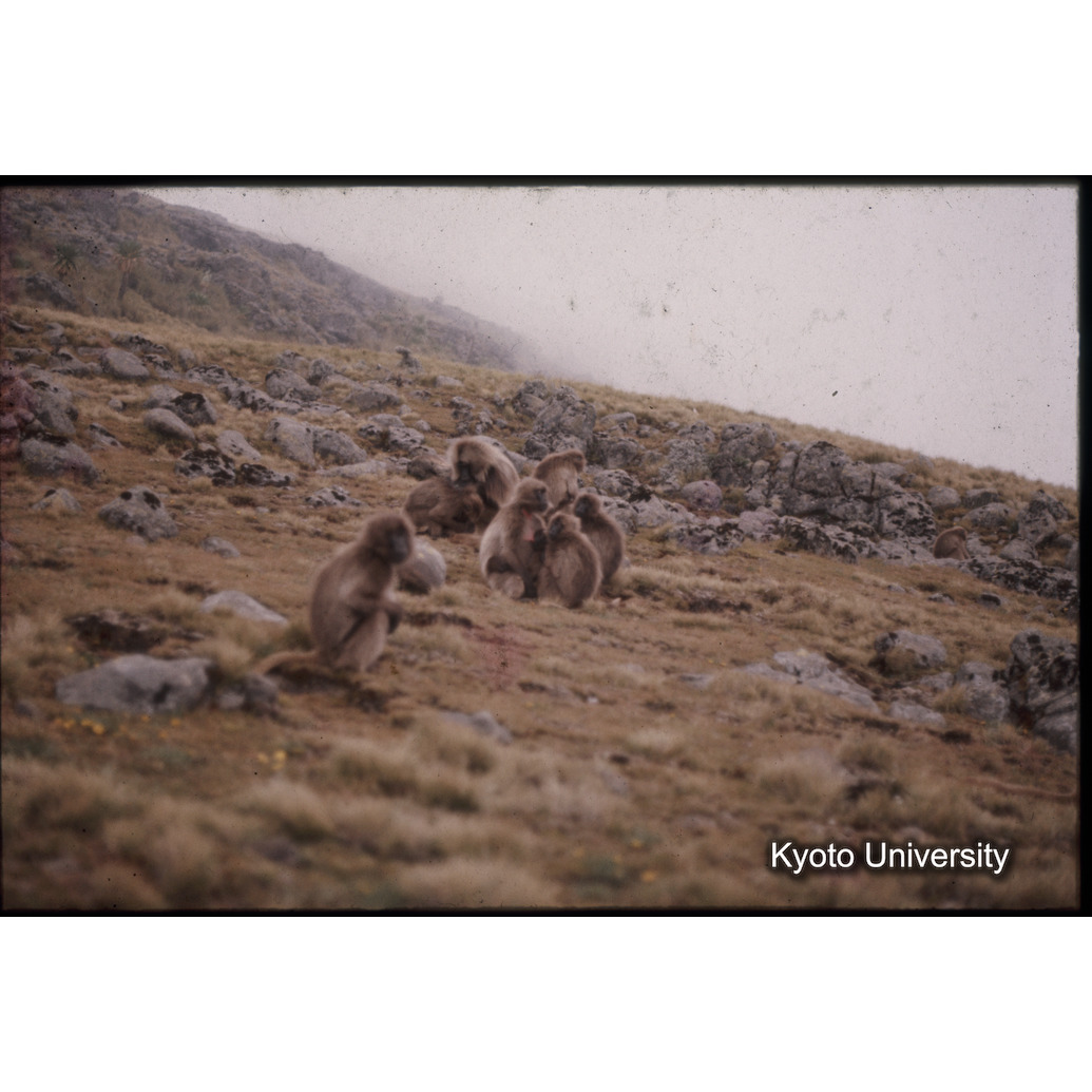 Sm　1973　1542 (1)