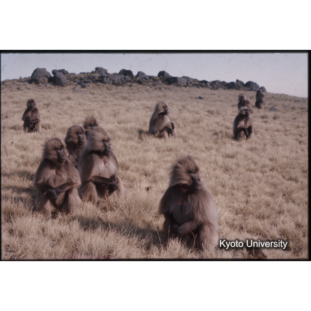 Sm　1973　1544 (1)