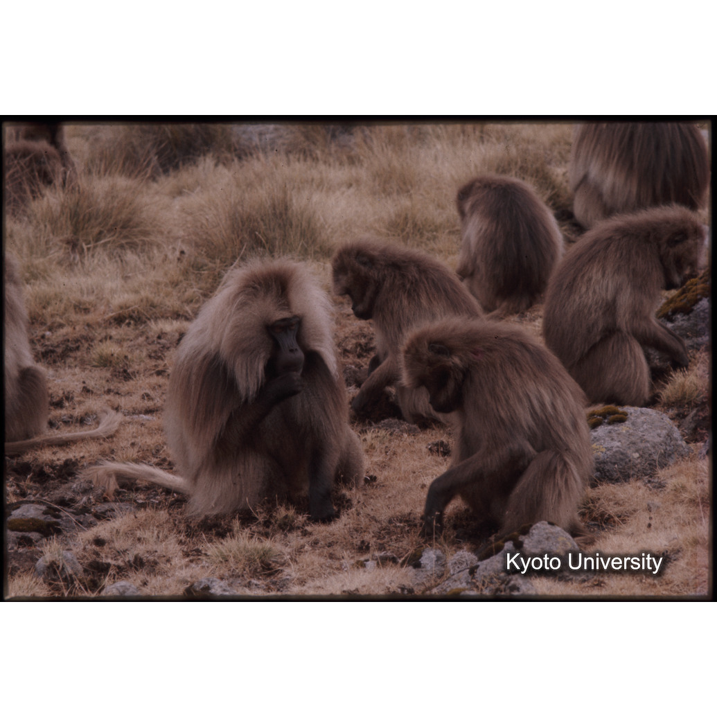 Sm　1973　1545 (1)