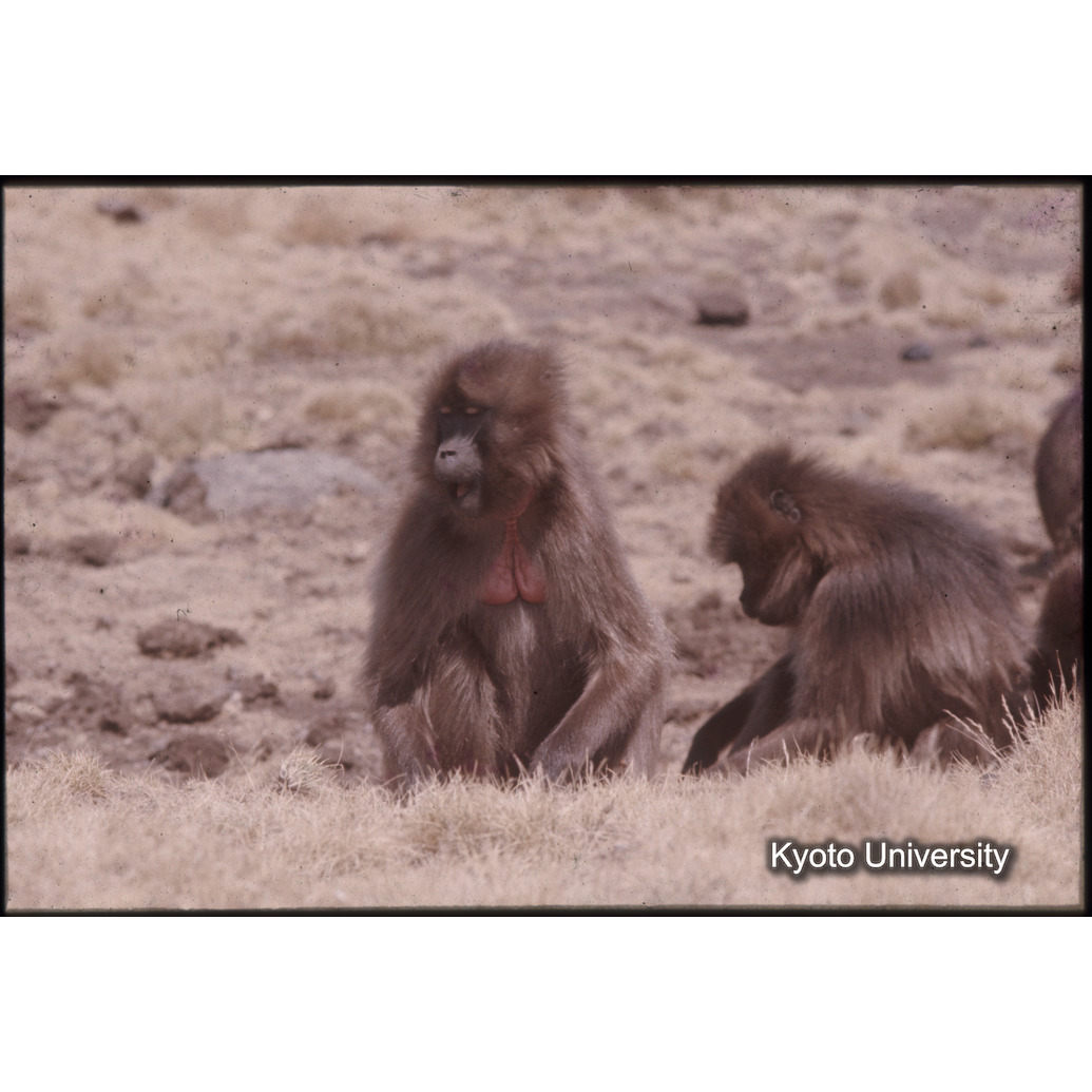 Sm　1973　1546 (1)