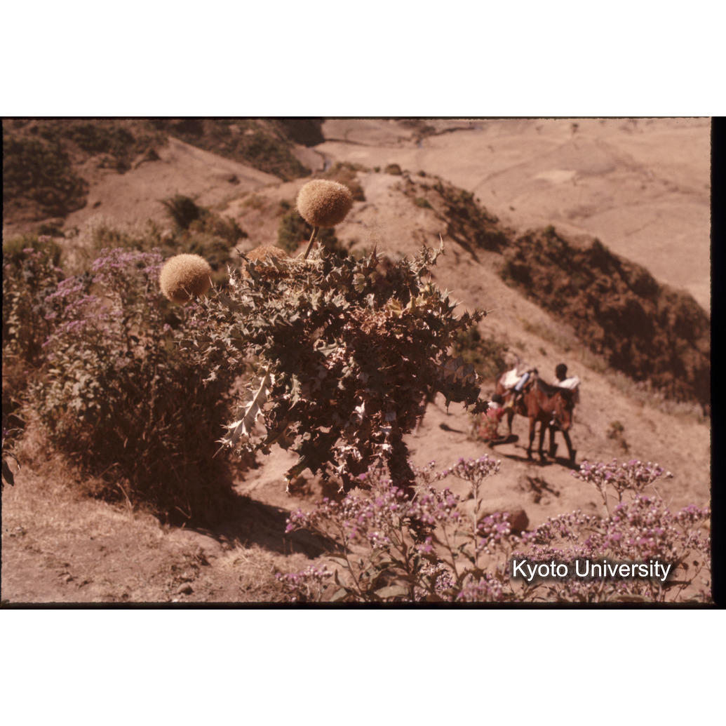 Sm　1973　1553 (1)