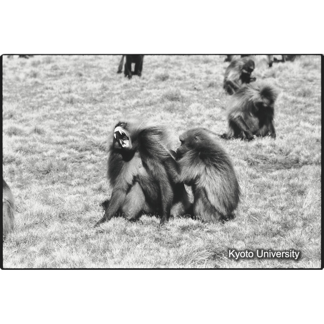 [１５コマ目]「リーダーと雌（４）」 (1)