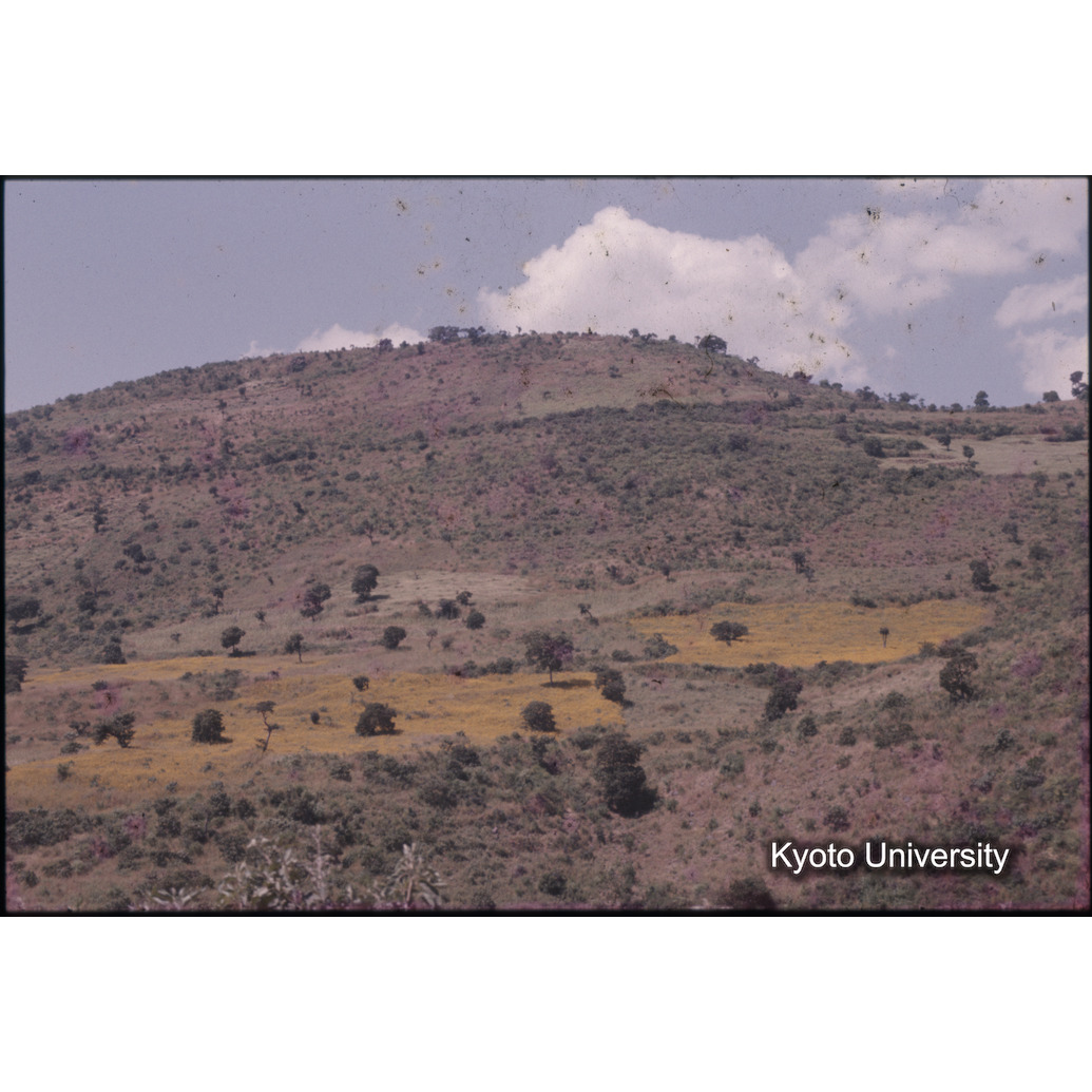 AdAb　1974　59 (1)