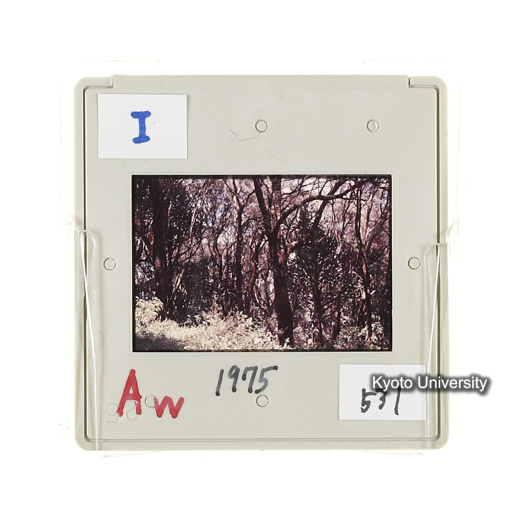Aw　1975　531 (2)