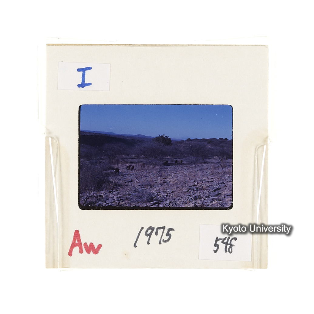 Aw　1975　548 (2)