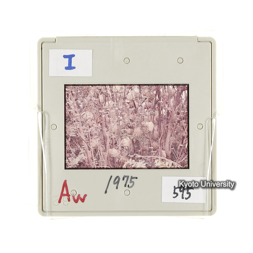 Aw　1975　595 (2)