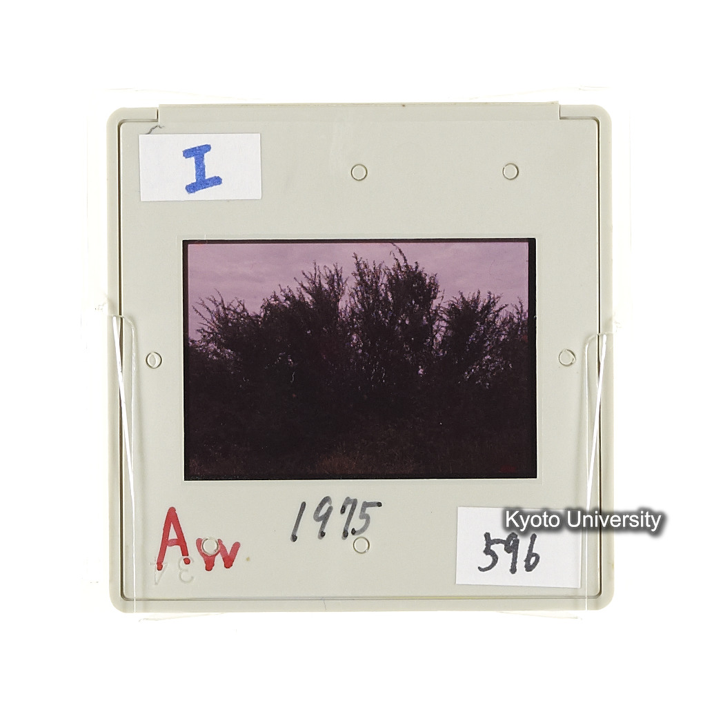 Aw　1975　596 (2)