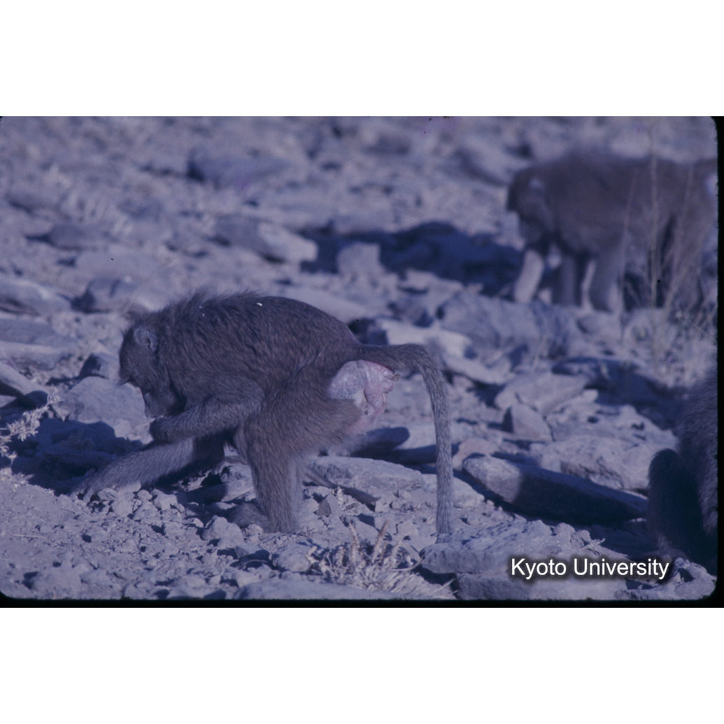 Aw　1975　0482 (1)