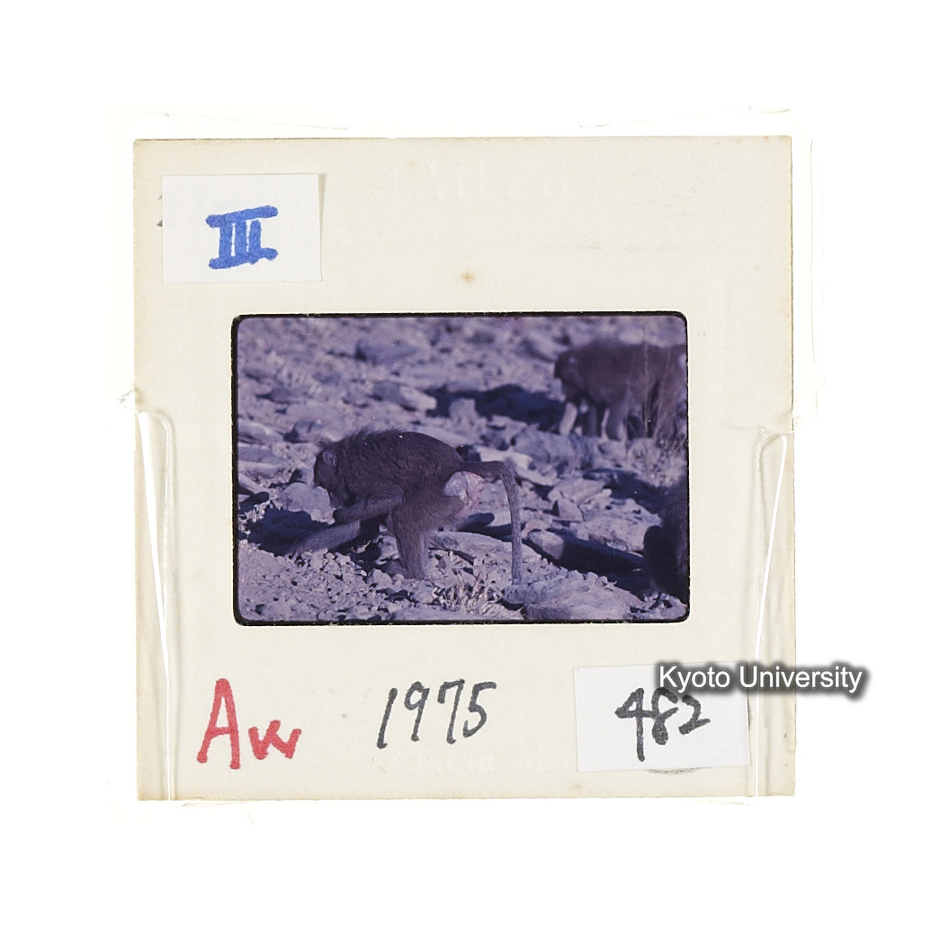 Aw　1975　0482 (2)