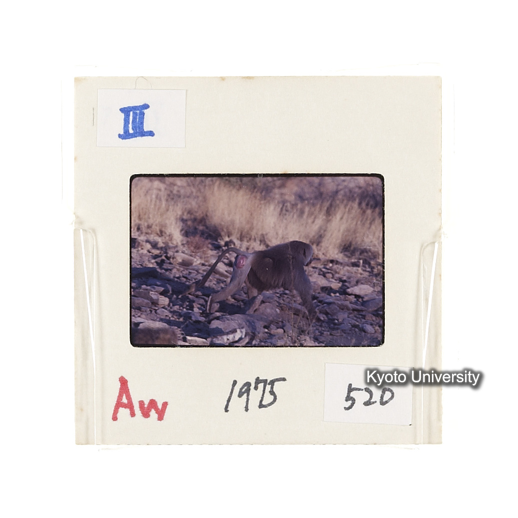 Aw　1975　520 (2)