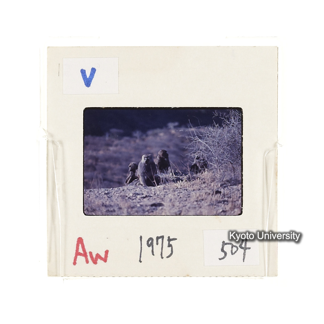 Aw　1975　504 (2)