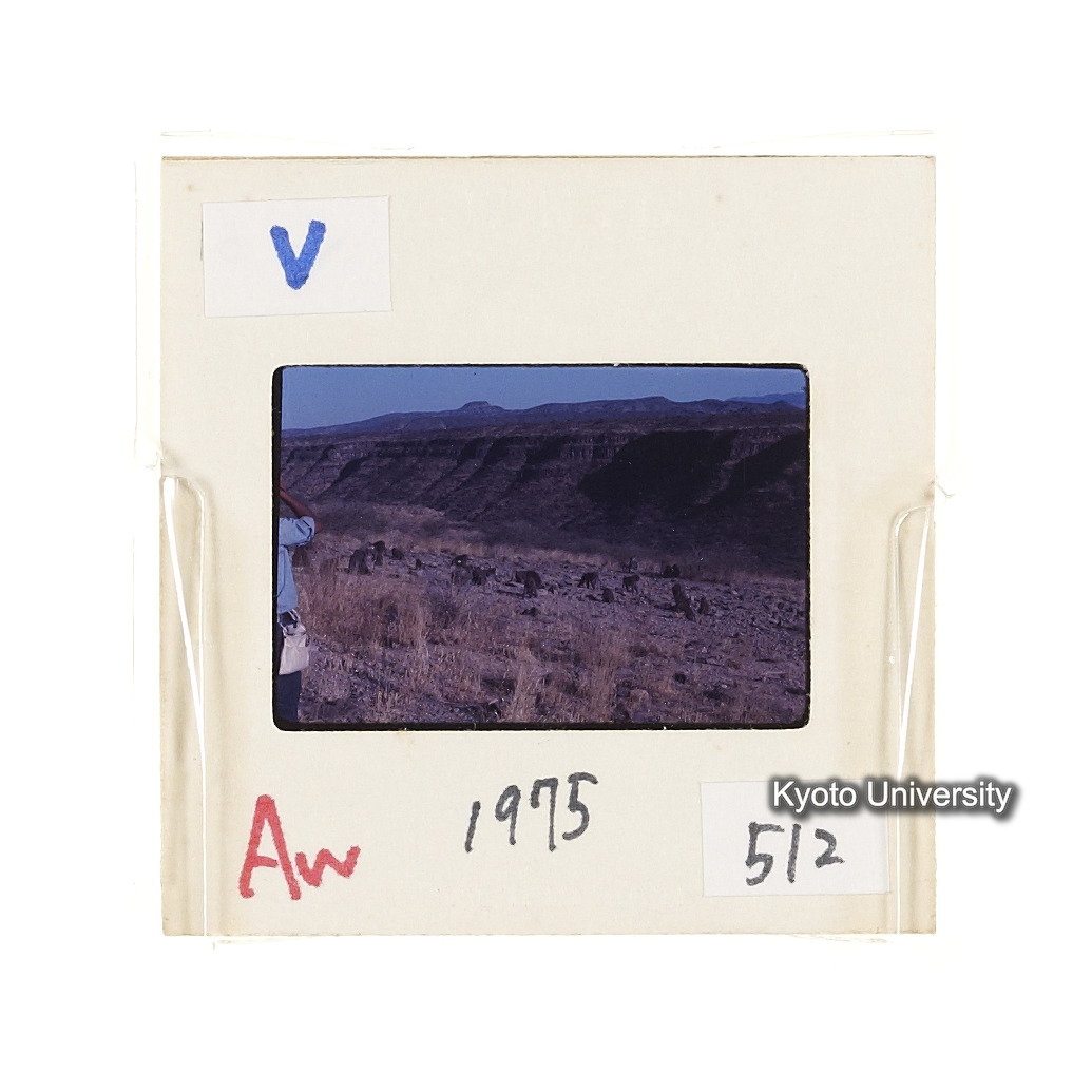 Aw　1975　512 (2)