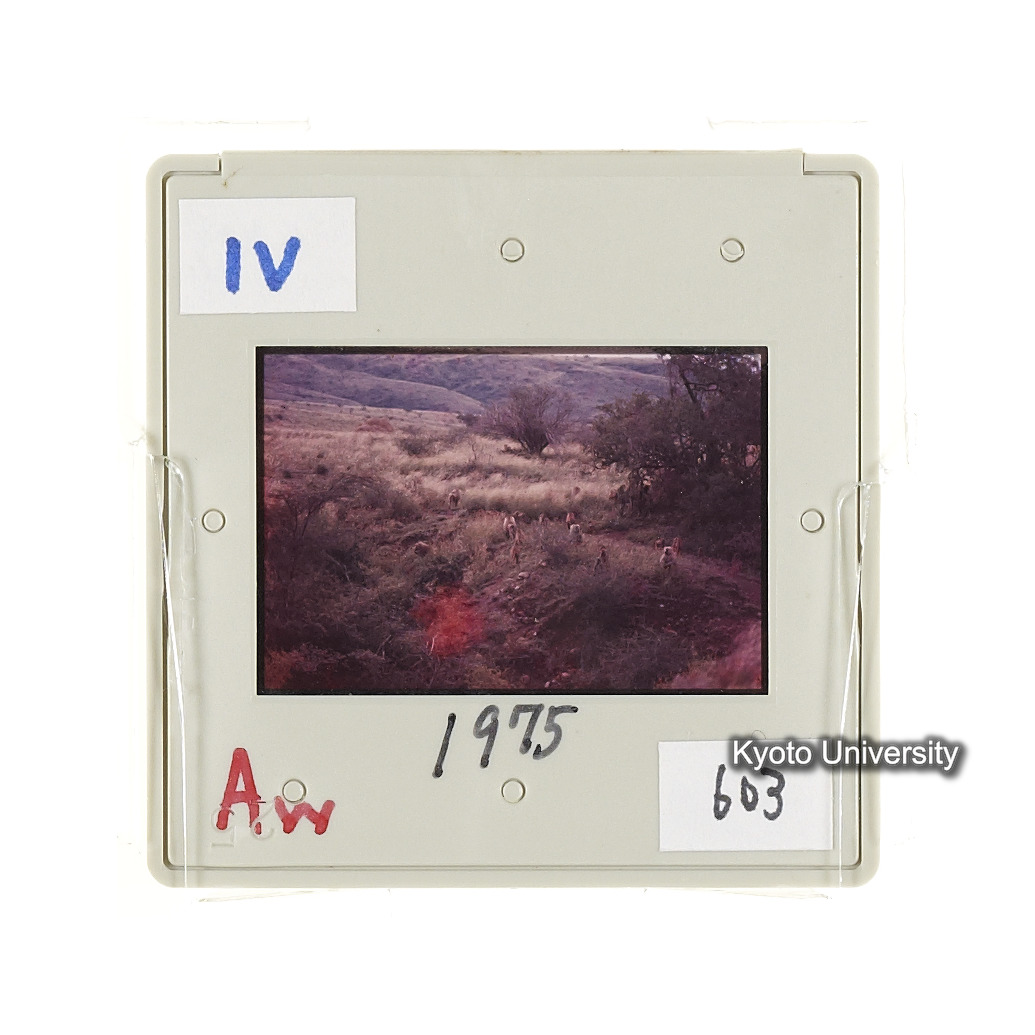 Aw　1975　603 (2)