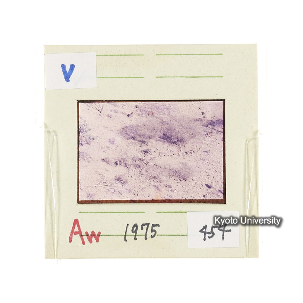 Aw　1975　454 (2)