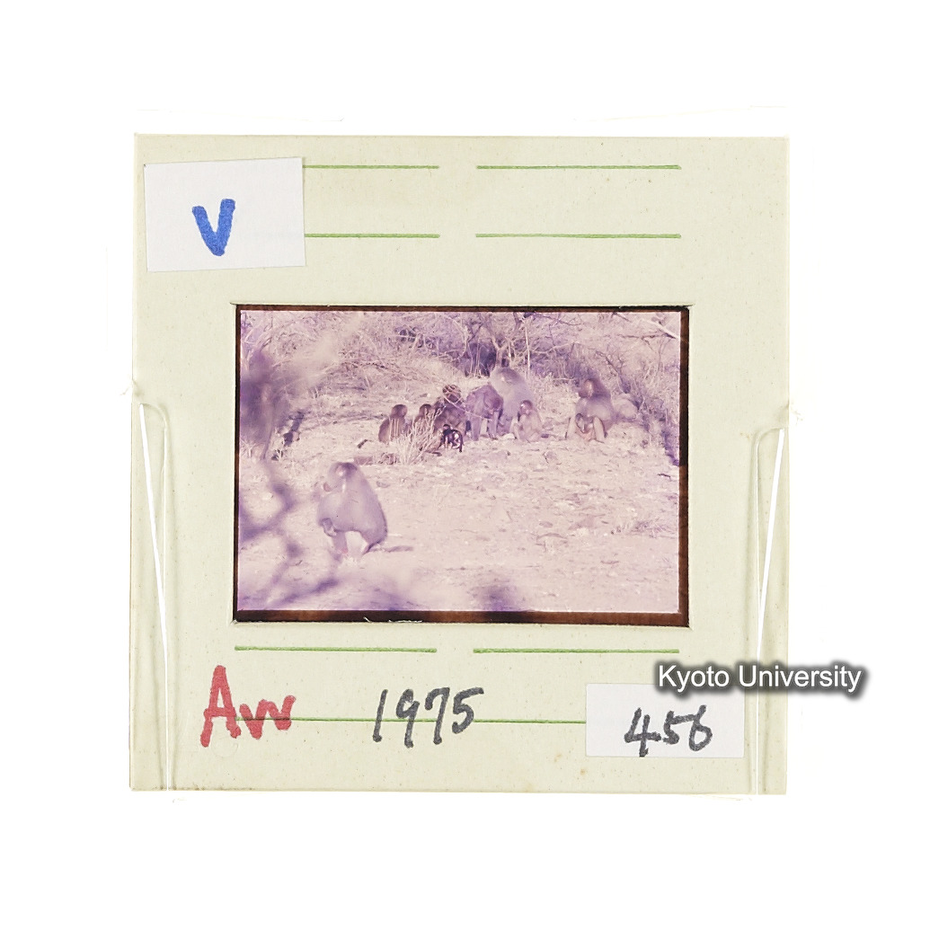Aw　1975　456 (2)