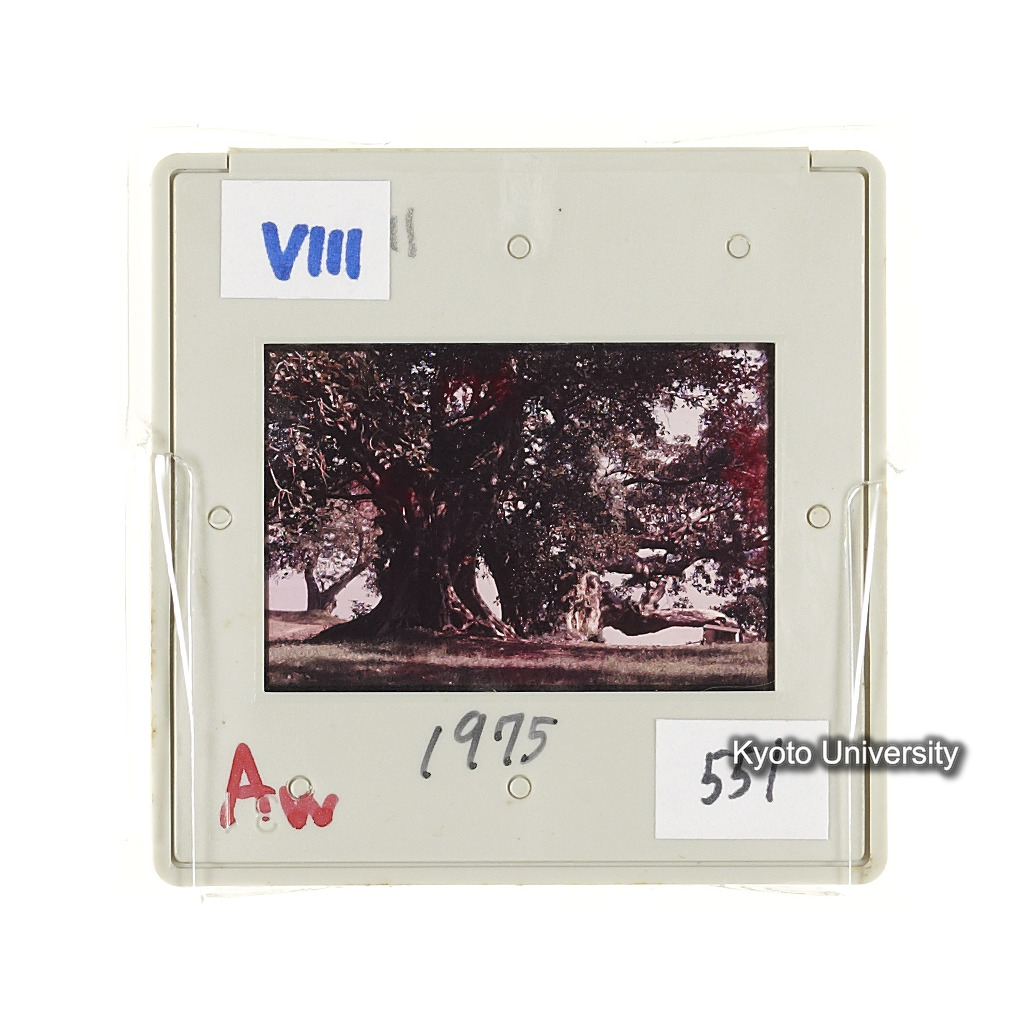 Aw　1975　551 (2)