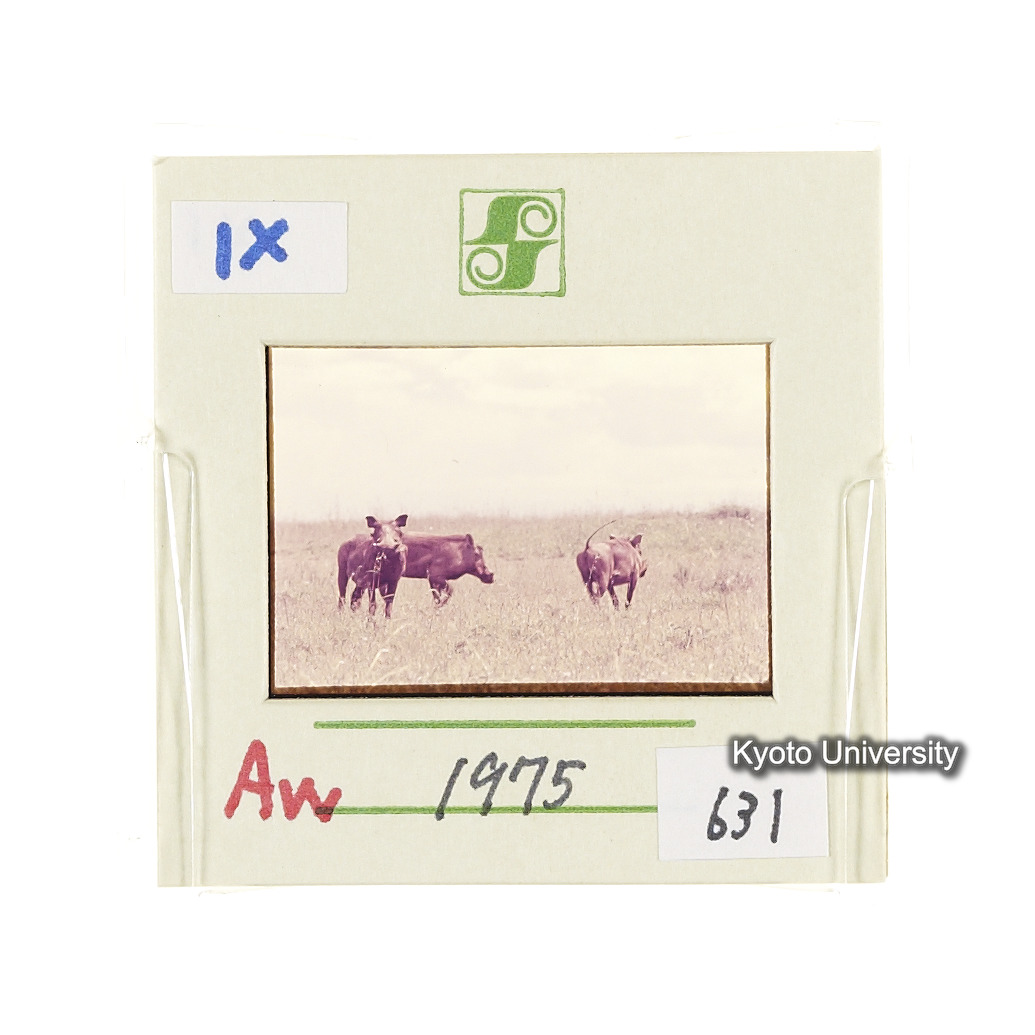 Aw　1975　631 (2)