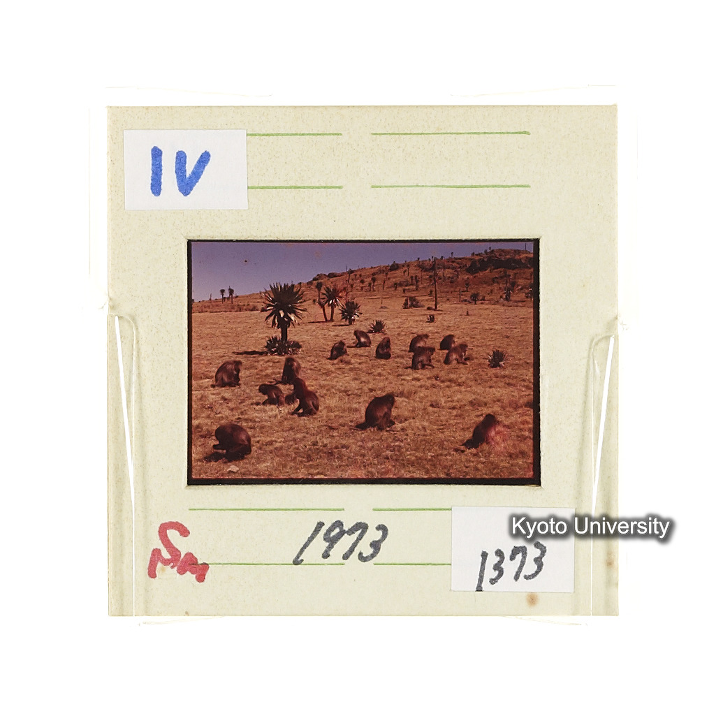 Sm　1973　1373 (2)