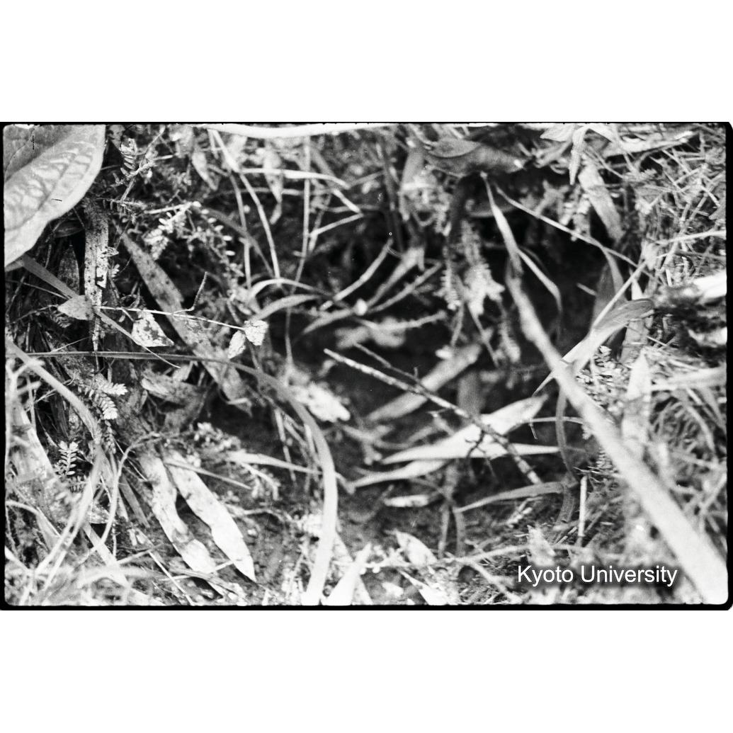 [7コマ目]「ゴリラが休んだ跡」 (1)