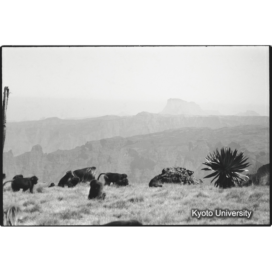 [１８コマ目]「採食風景」 (1)