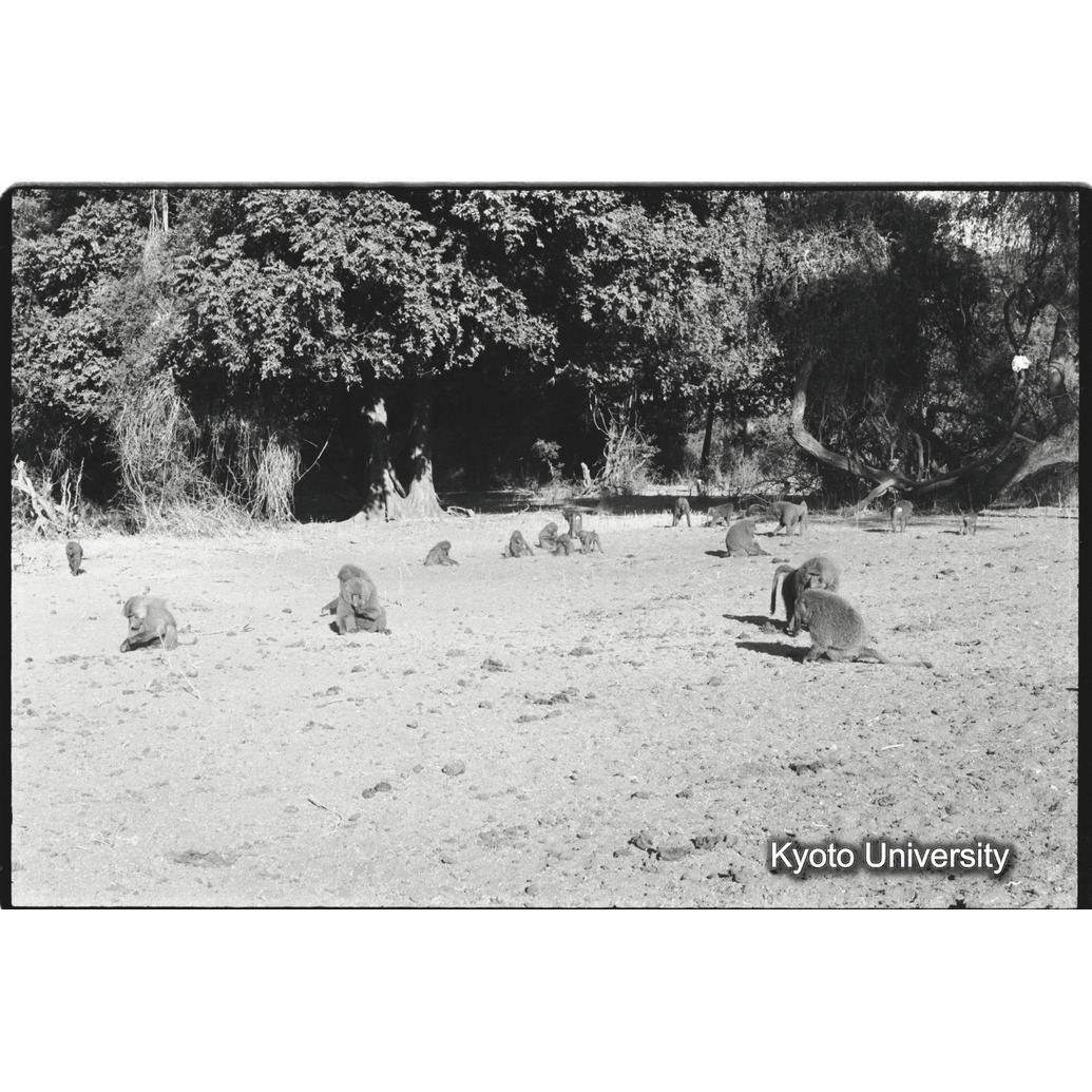 [２０コマ目]「×」 (1)