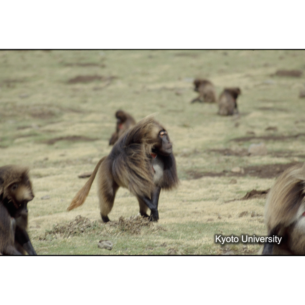 Sm　1973　1518 (1)