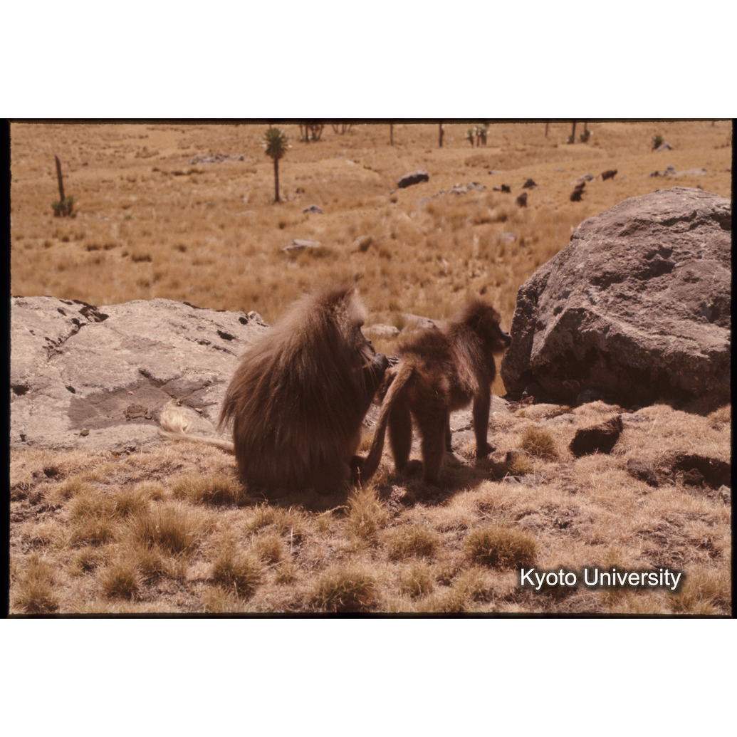 Sm　1973　1024 (1)