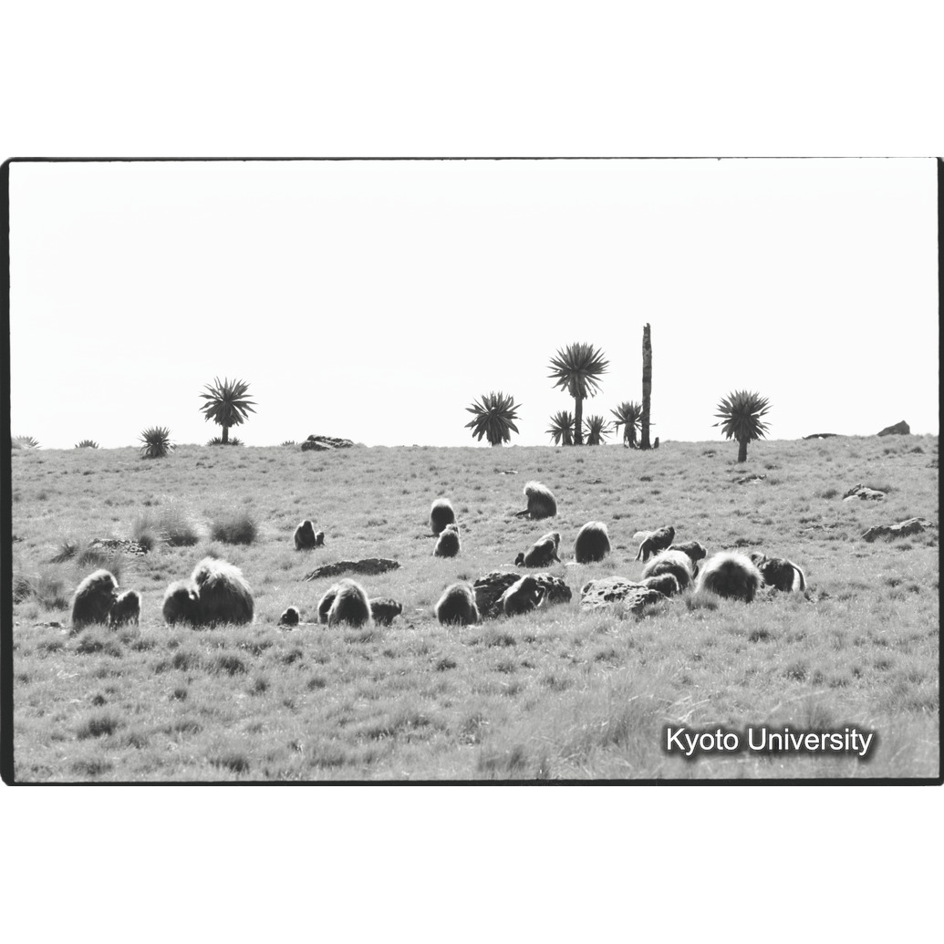 [１０コマ目]「採食風景」 (1)