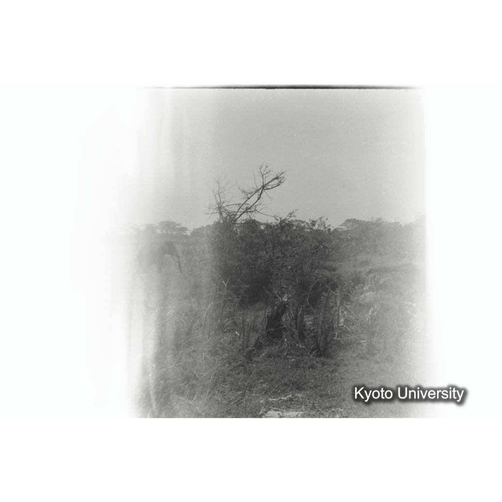 [35コマ目]「×」 (1)