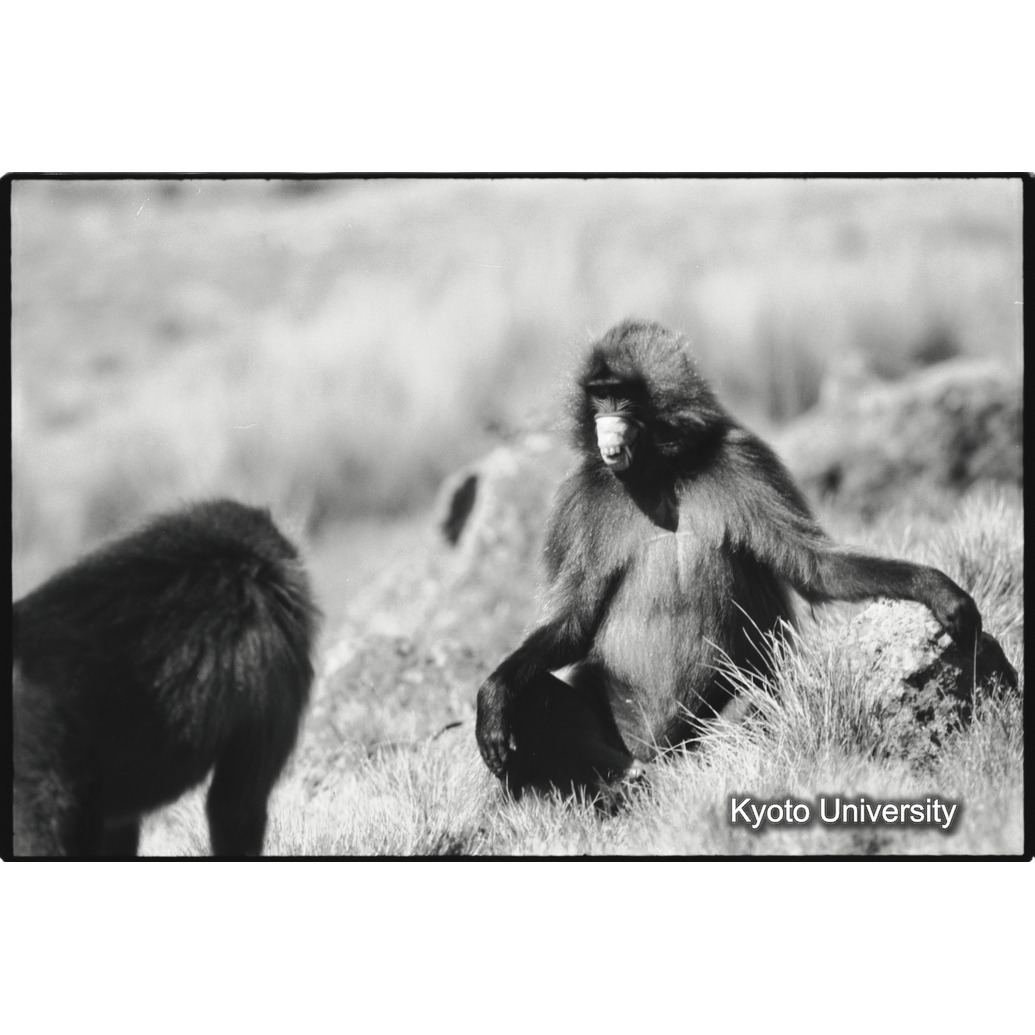 [３６コマ目]「劣位の表情」 (1)