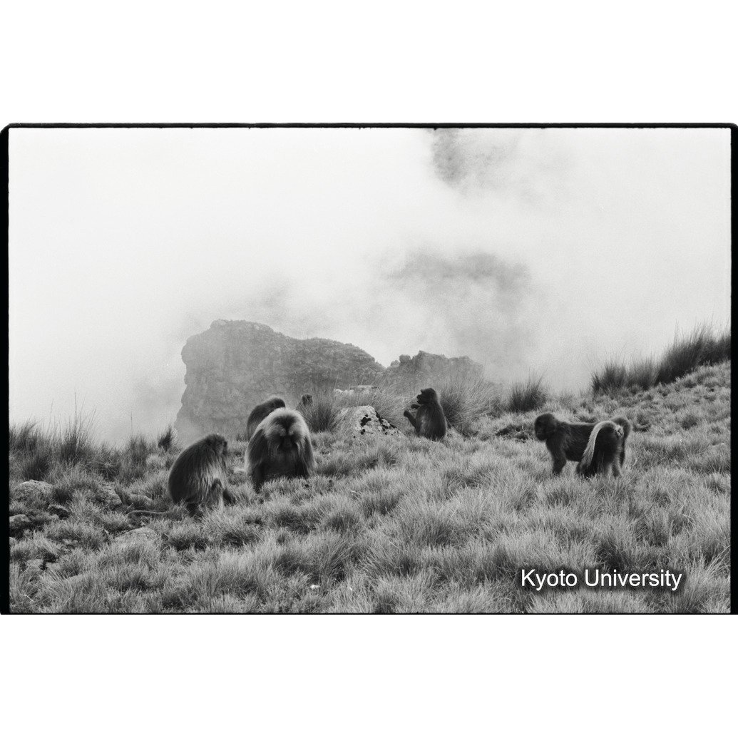 [３３コマ目]「採食風景」 (1)