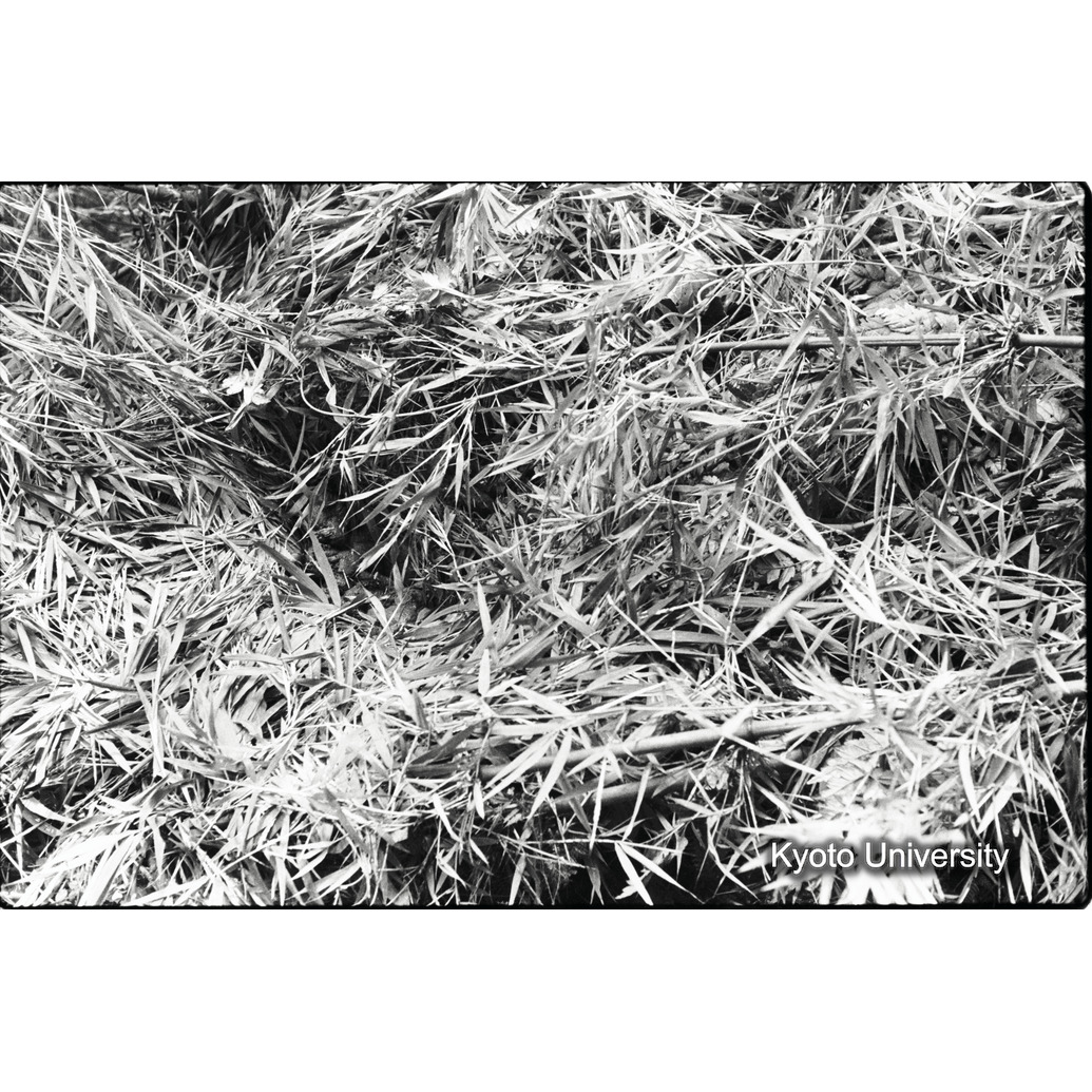 [9コマ目]「ゴリラのネスト」 (1)