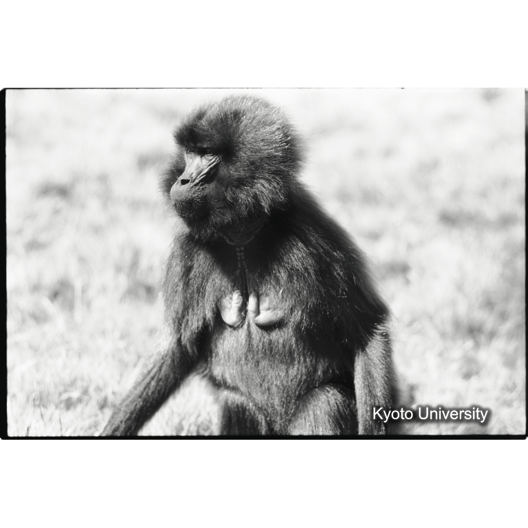 [２コマ目]「若い雌」 (1)