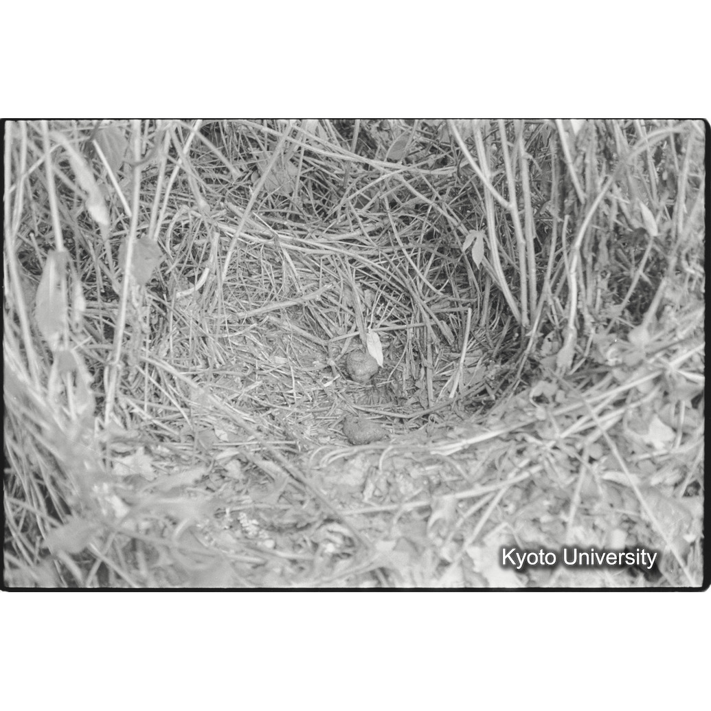 [１５コマ目]「地上のＮｅｓｔ（２）」 (1)