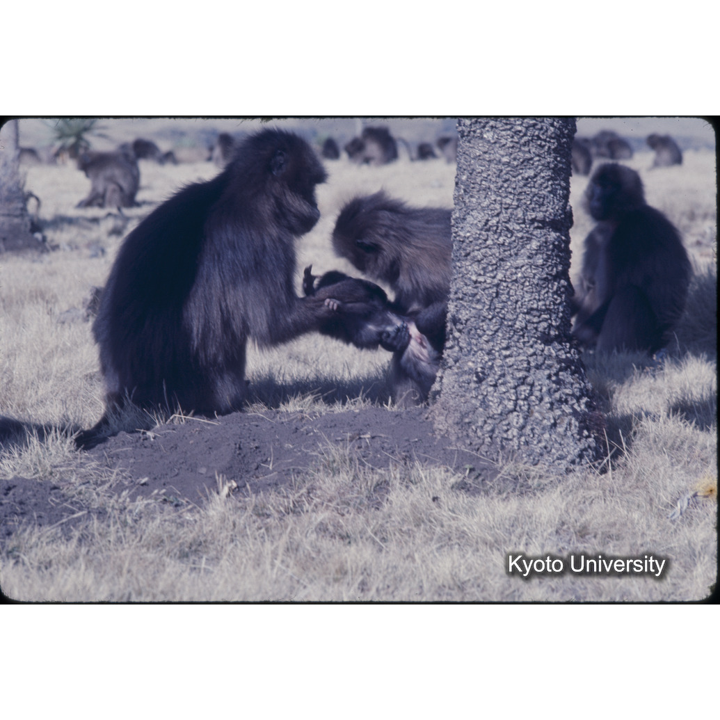 Sm　1973　1250 (1)