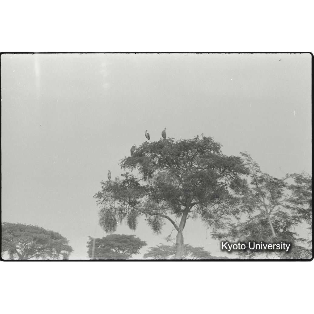 [２コマ目]「ハゲコウ」 (1)